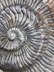 Swirly fossil sculpture from Wren's Nest, Dudley