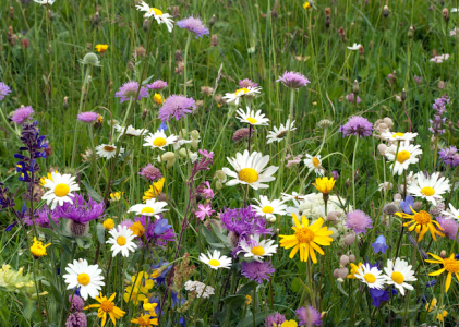 A close up photo of a wildflower meadow including purple, white and yellow flowers.